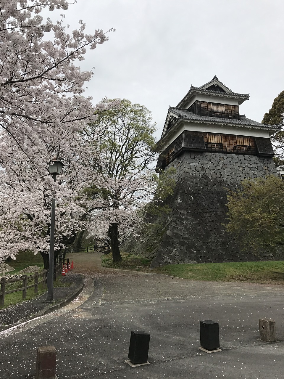 pink cherryblossom sakura free photo