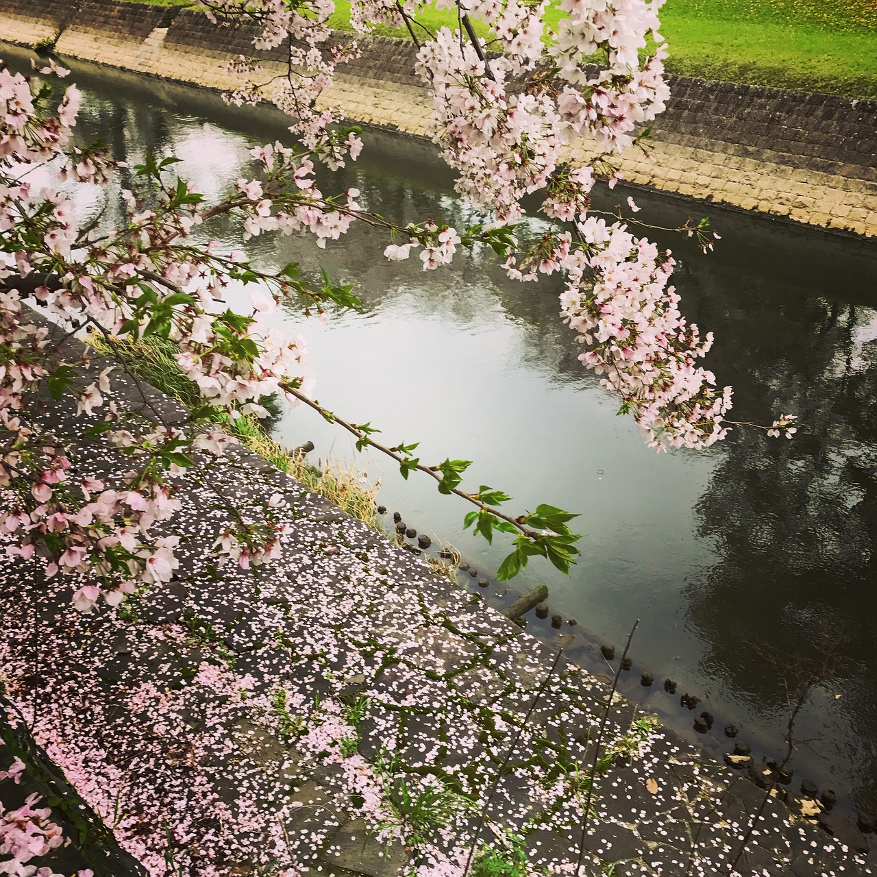 pink cherryblossom sakura free photo