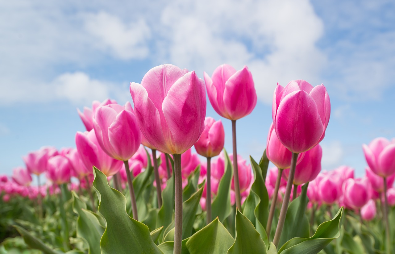 pink tulip bulb free photo