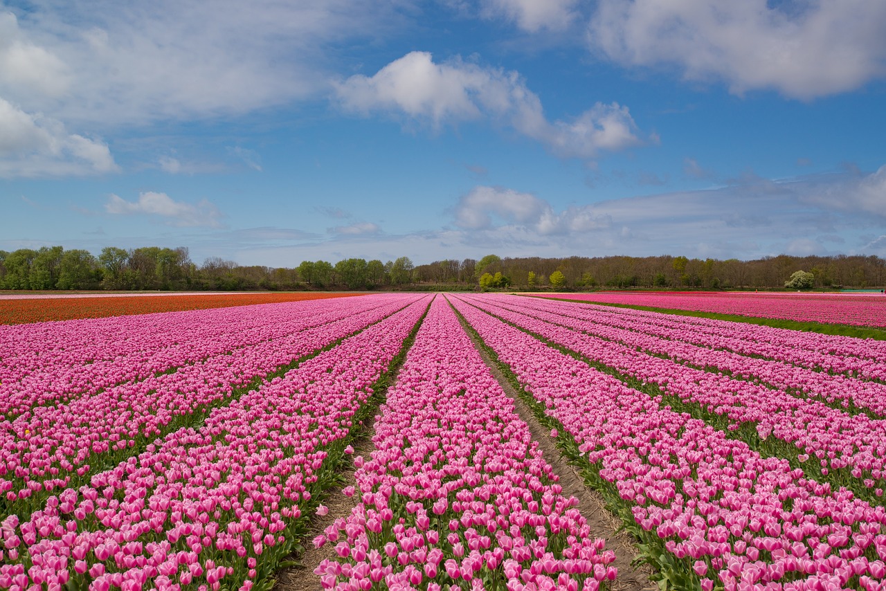 pink tulip bulb free photo