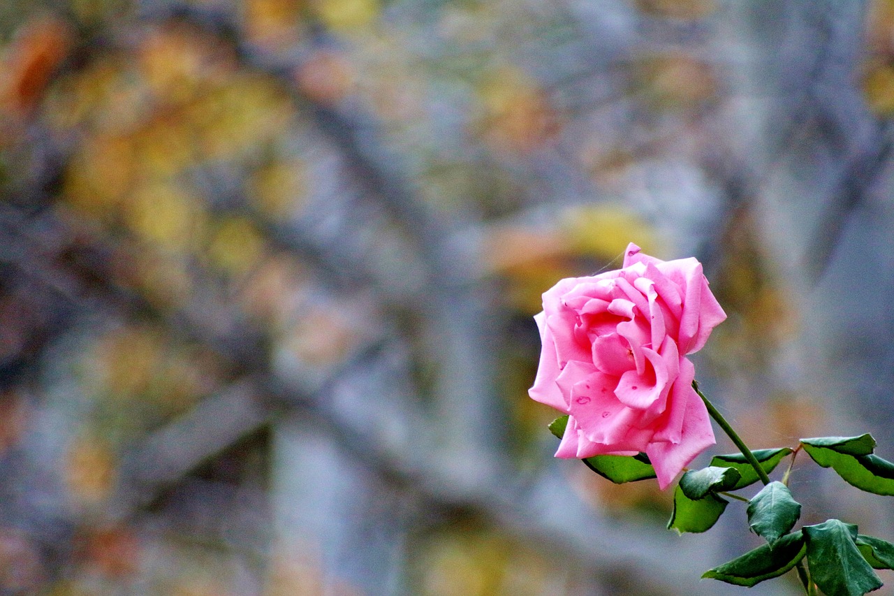 pink rose love free photo