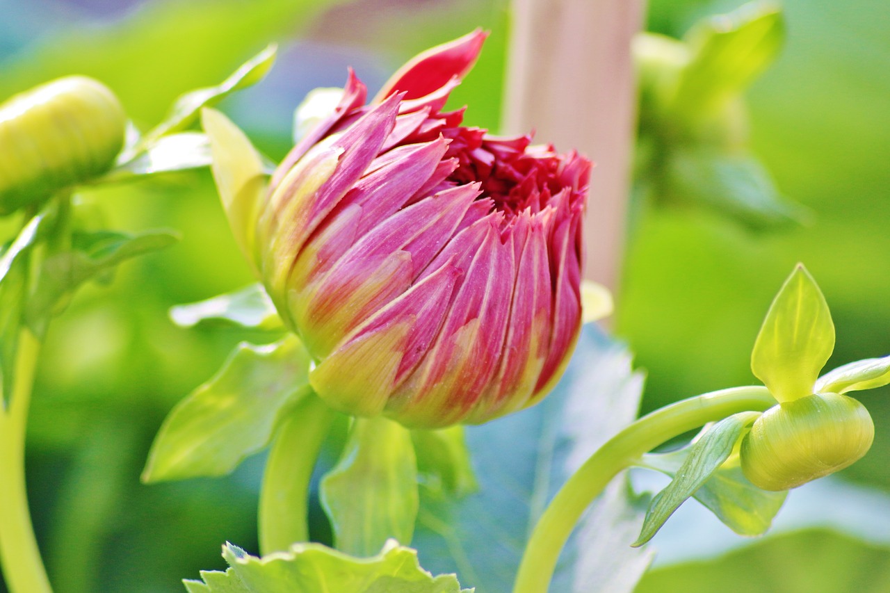 pink flower pakistan free photo