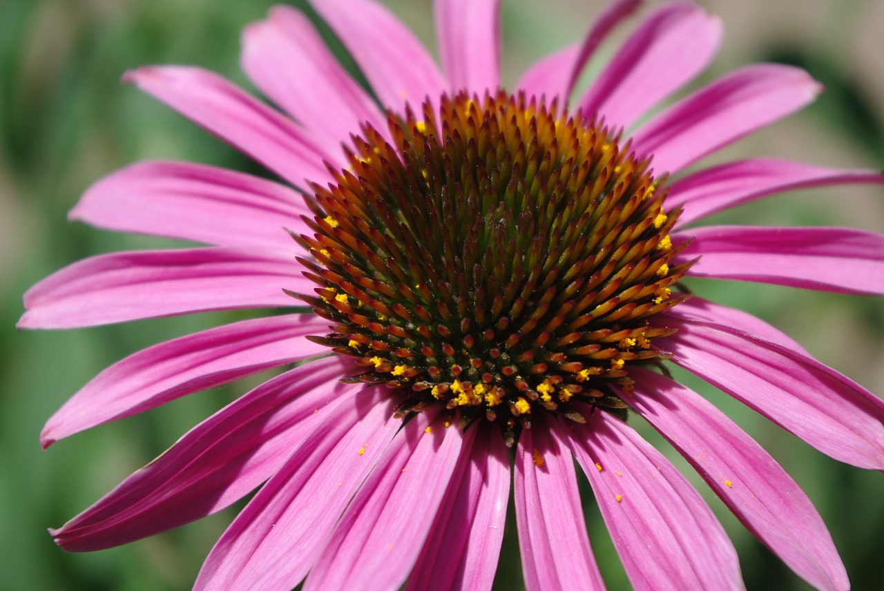 pink flower garden free photo