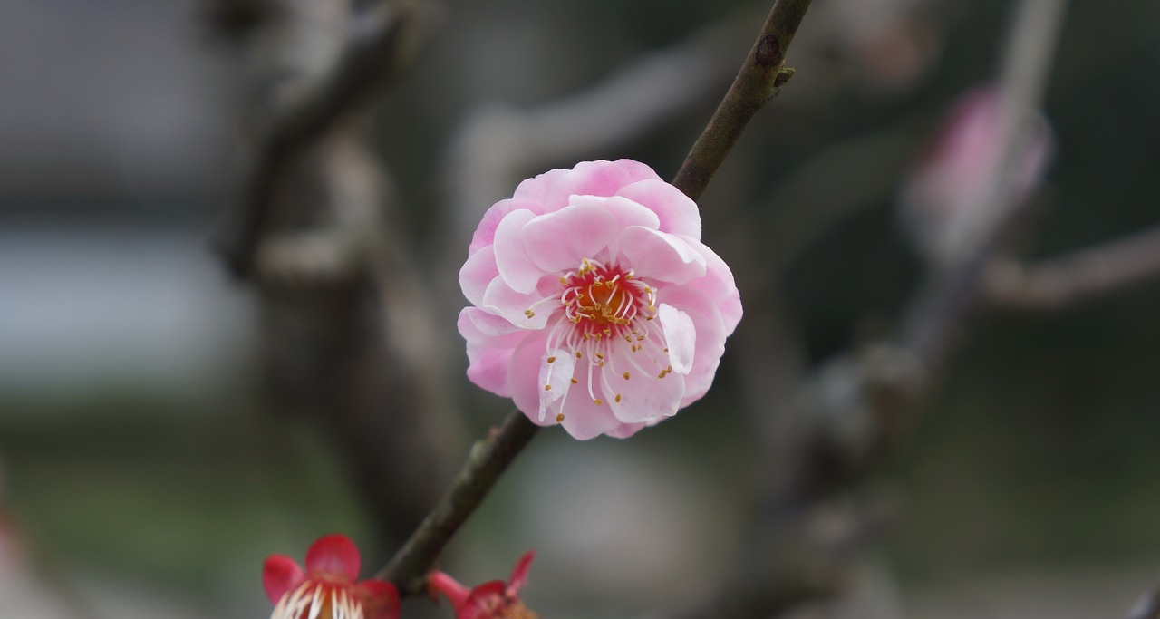 pink plum blossom flower free photo