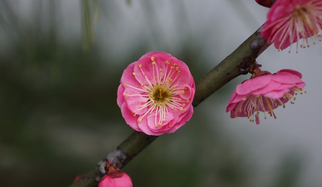 Plum blossom. Плам блоссом цветок. Японская слива цветение. Цветущая слива эраньи.