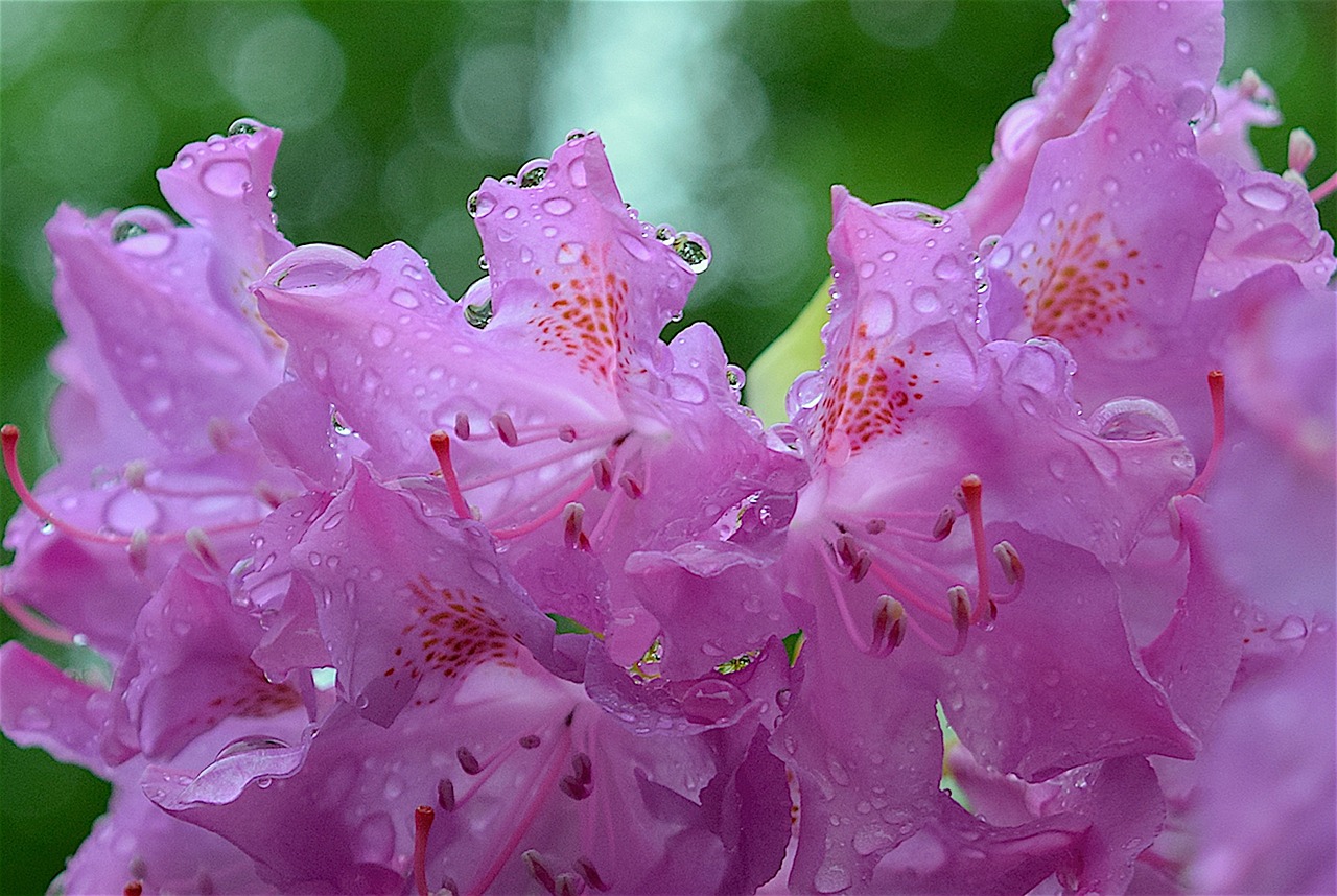 pink flower rhododendron free photo