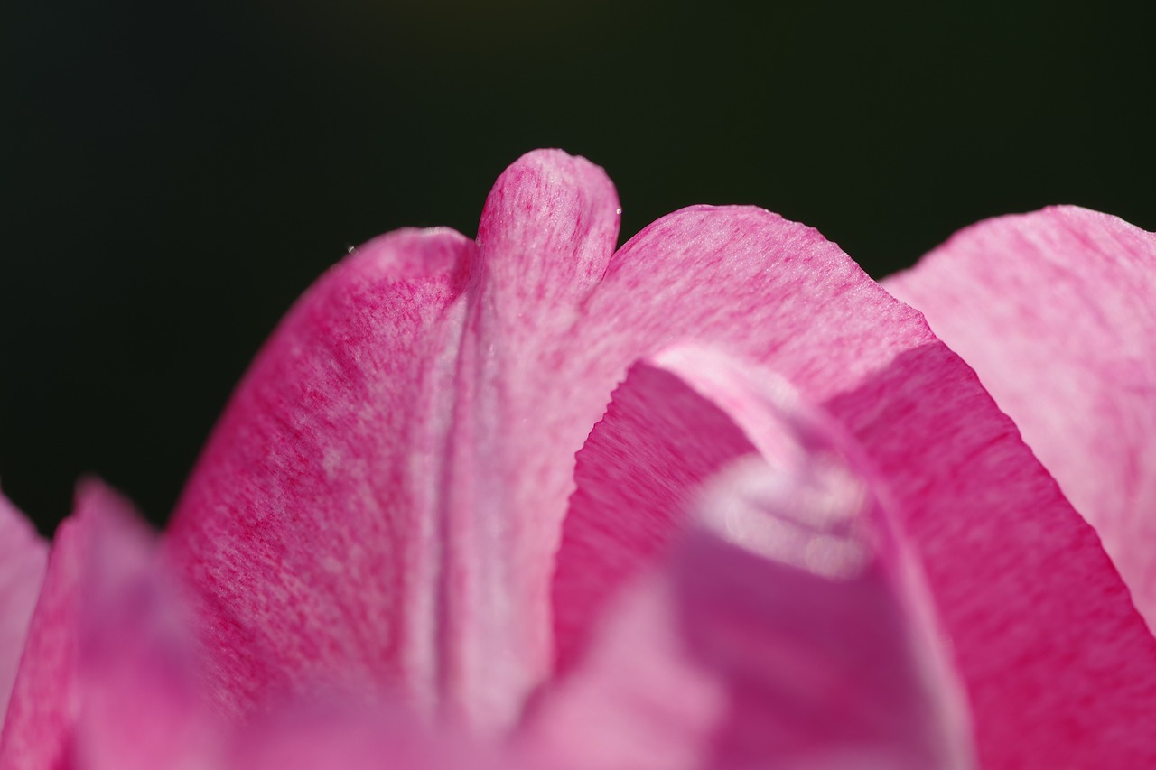 pink the petals tulip free photo