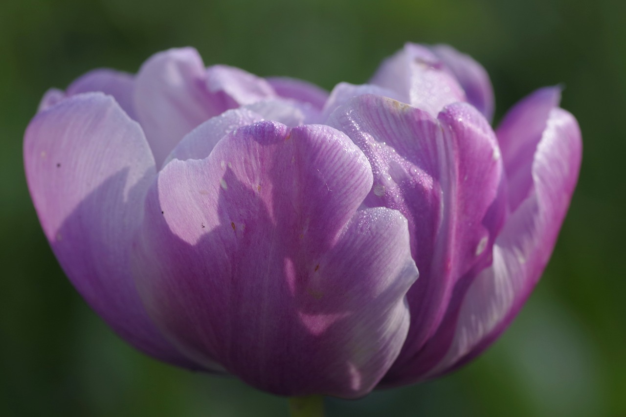 pink violet flower free photo