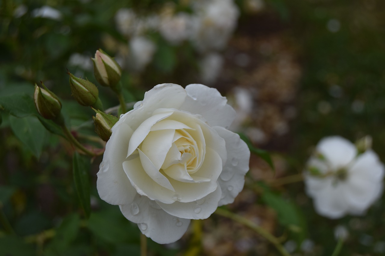 pink white flowers free photo