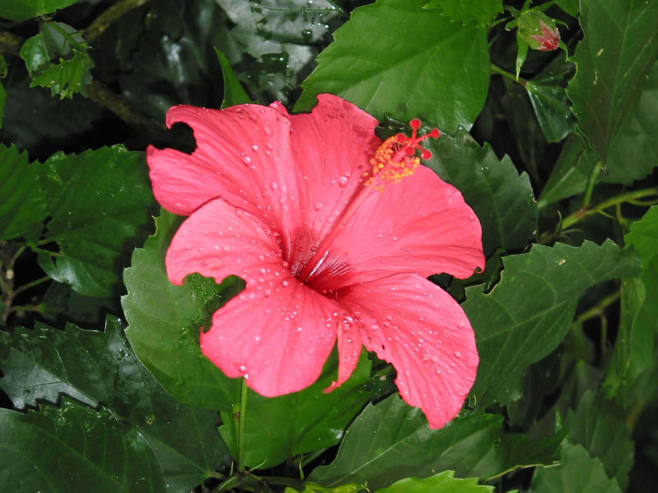 pink flower floral free photo