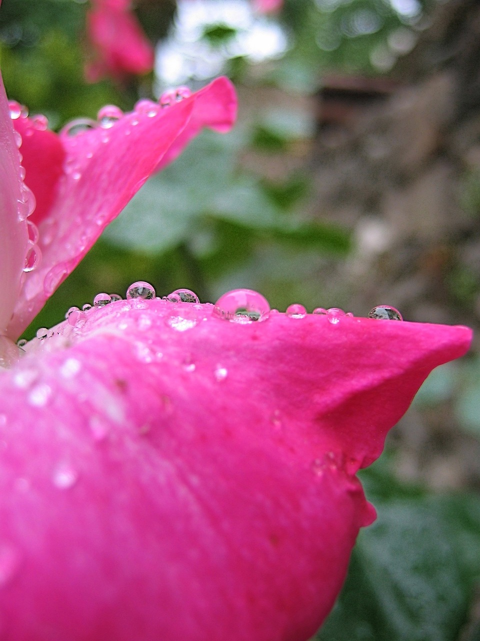 pink drop of water rosebush free photo