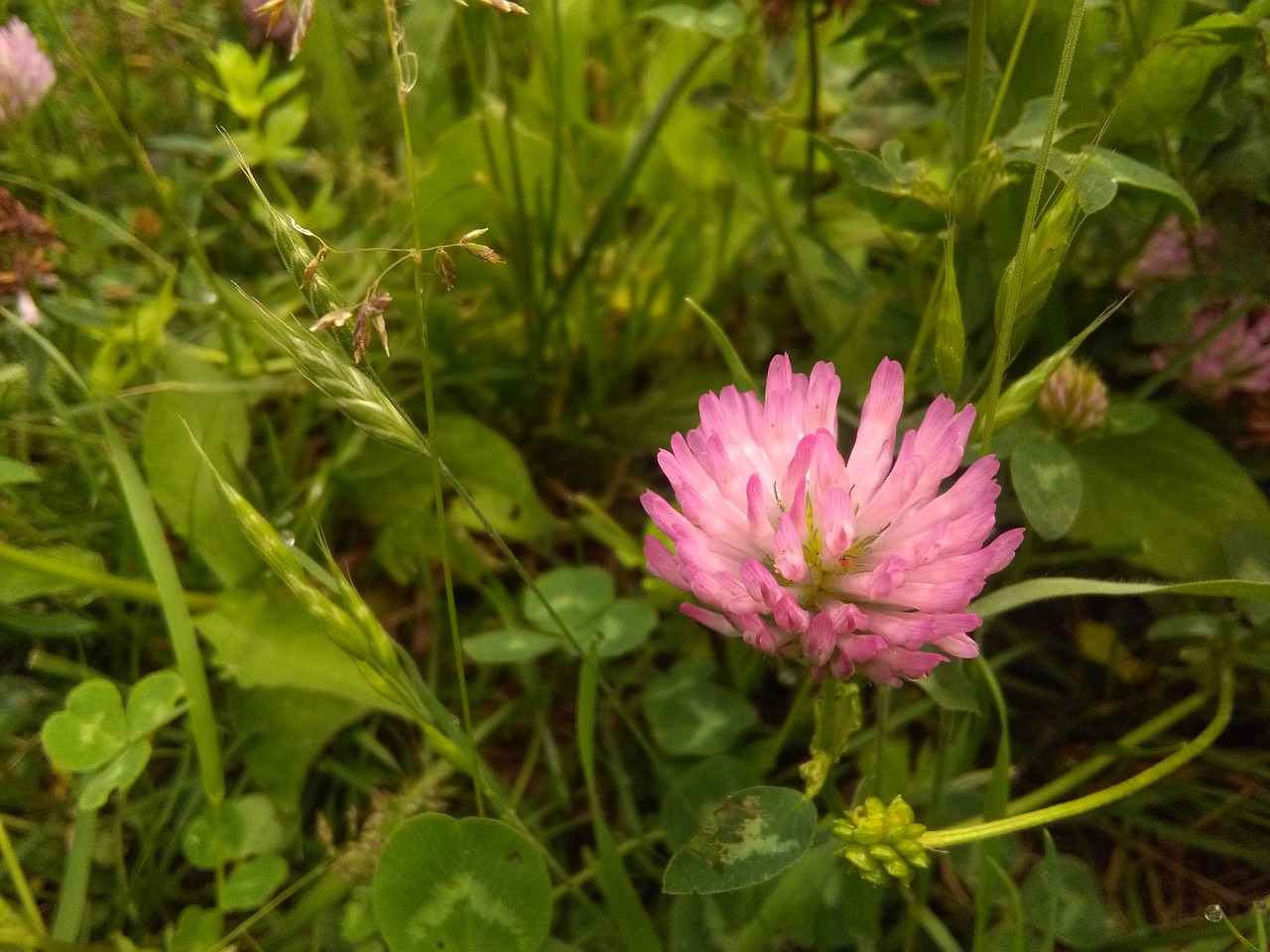 pink clover green free photo