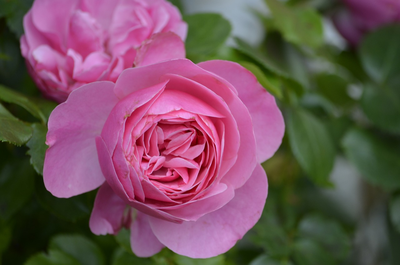 pink rose flower free photo