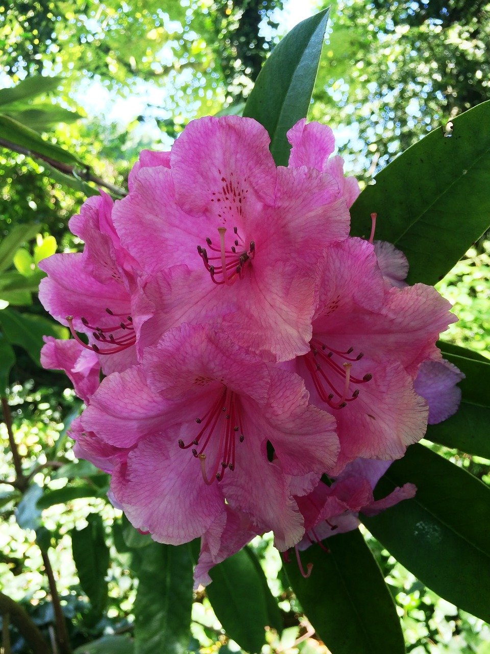pink rhododendron spring free photo