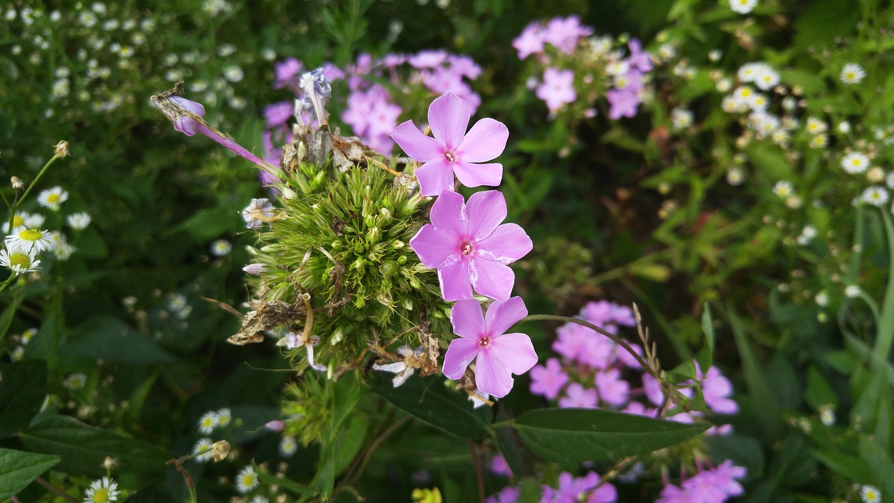 pink flowers petal free photo