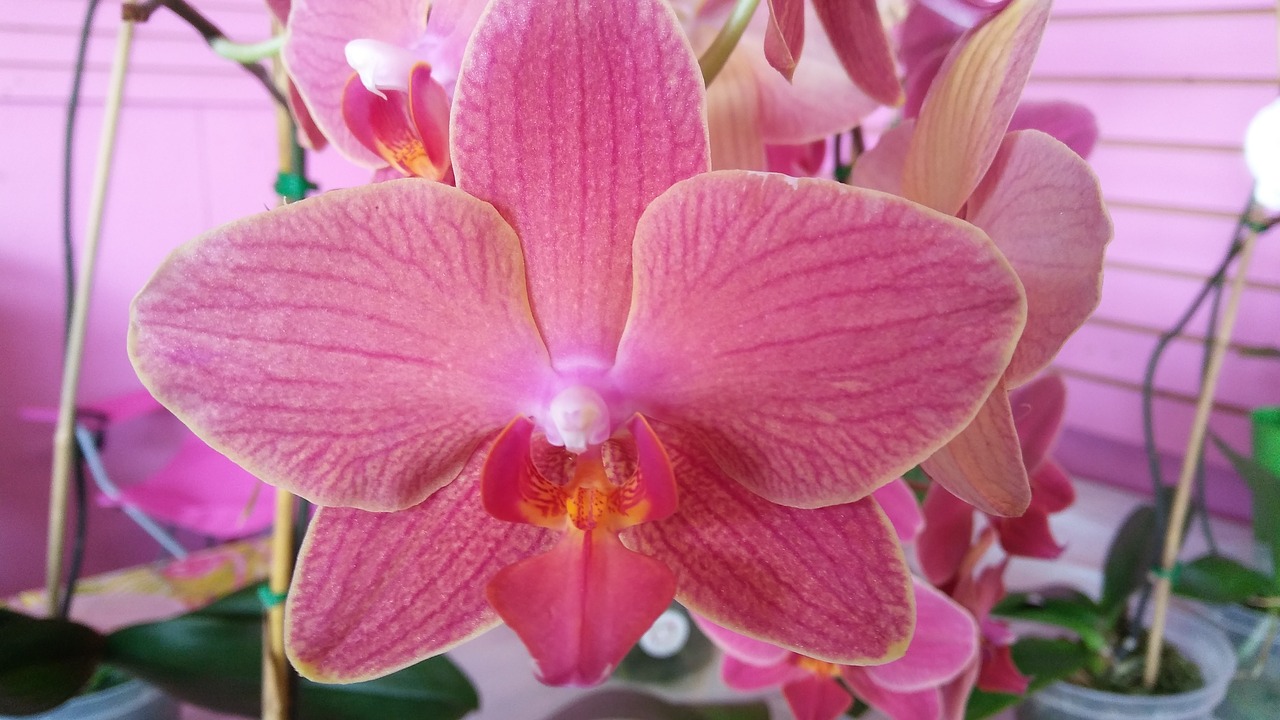 pink orchid bloom free photo