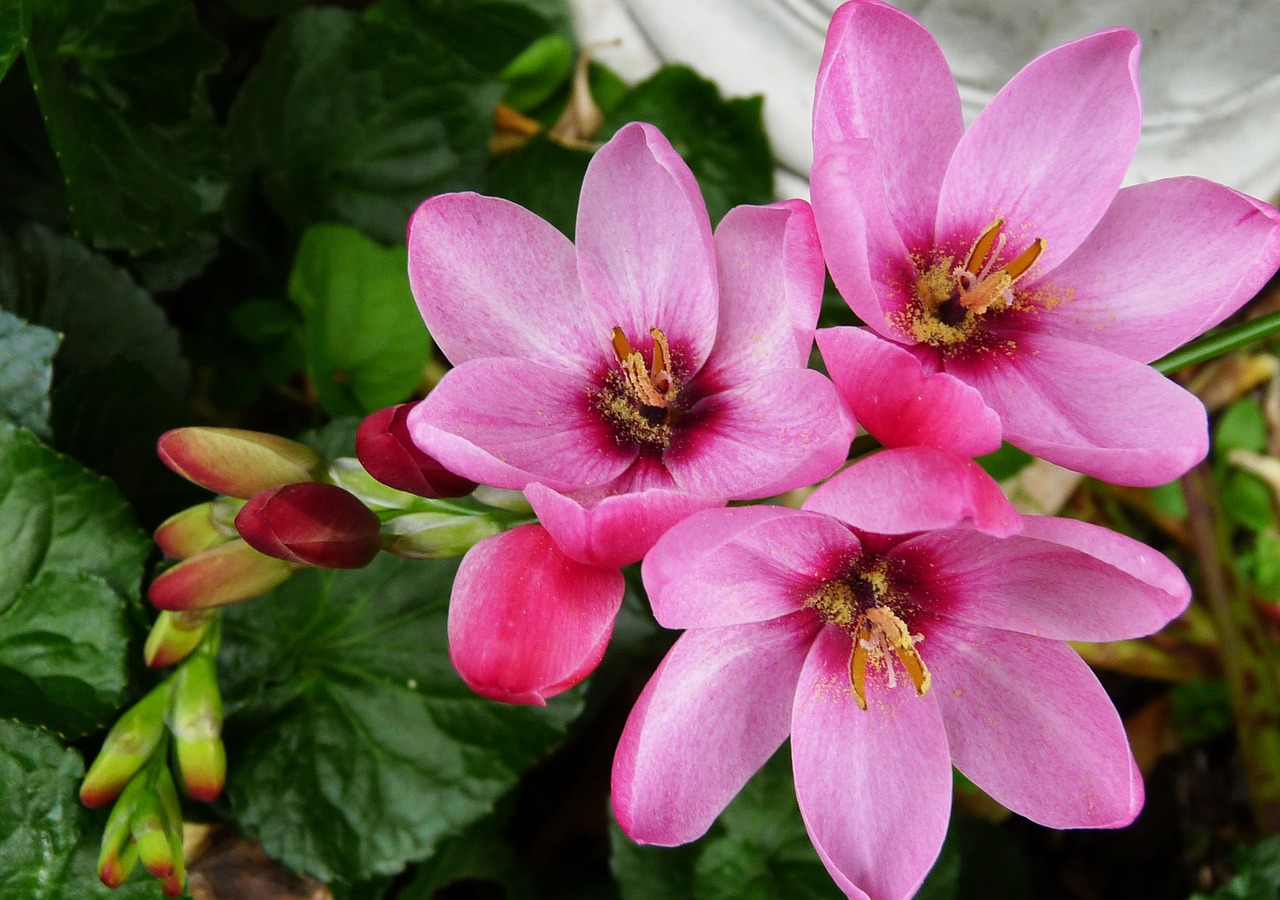 pink spring flower free photo