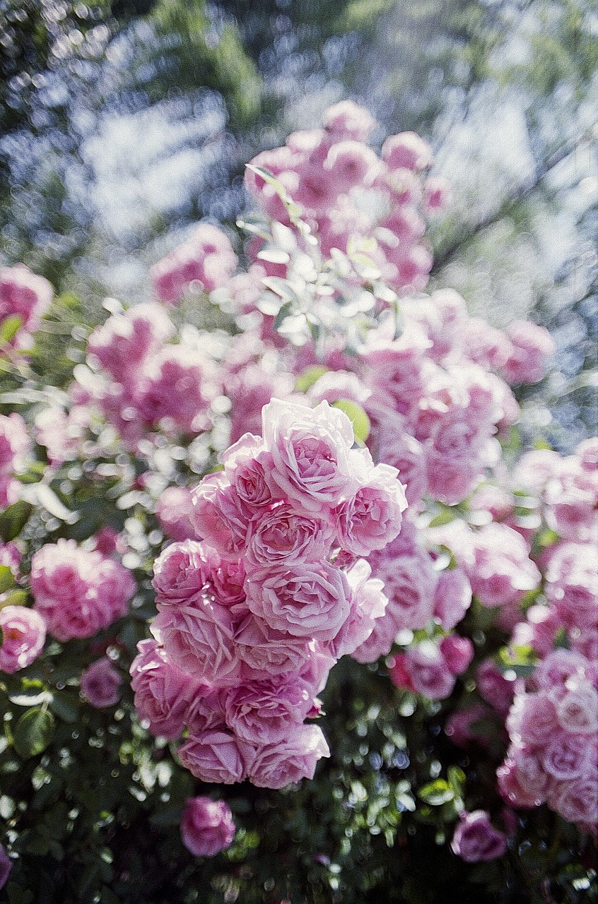 pink rose vintage free photo