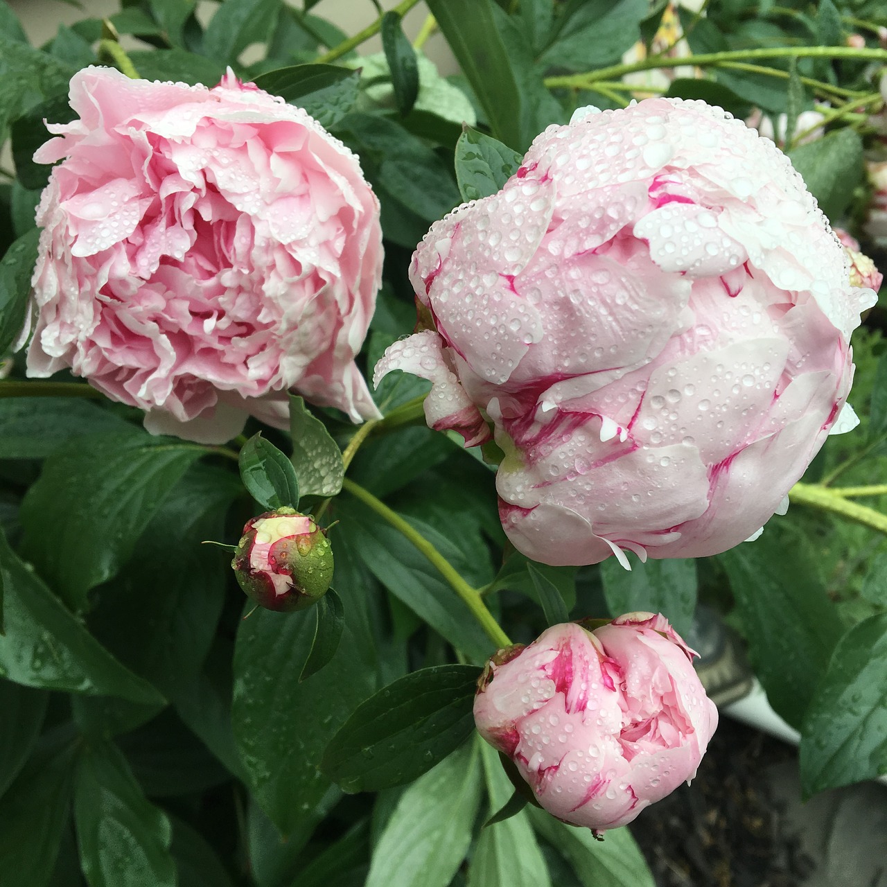 pink peony peonies free photo