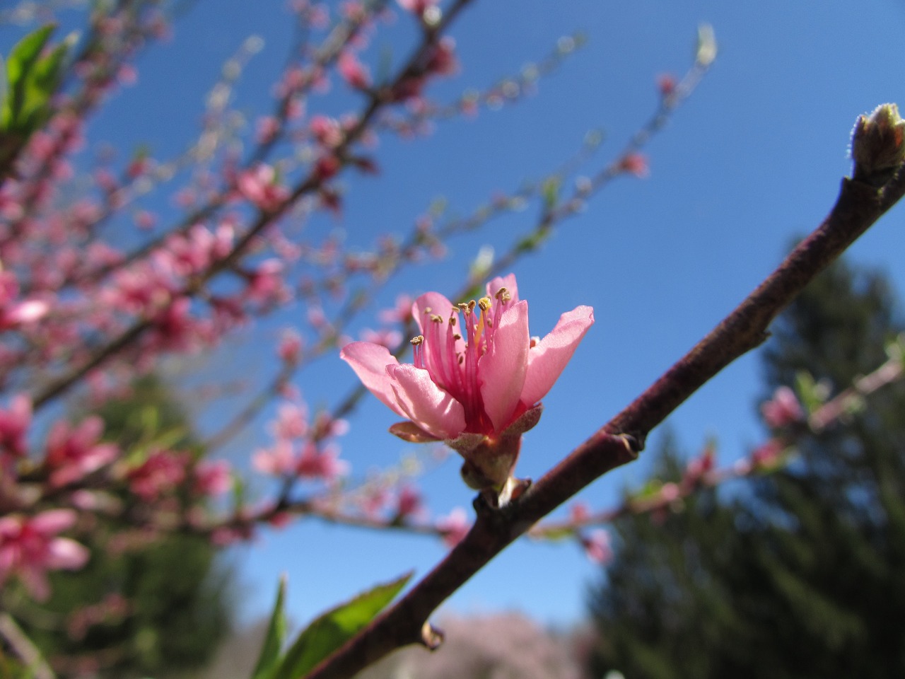 pink flower blossom free photo