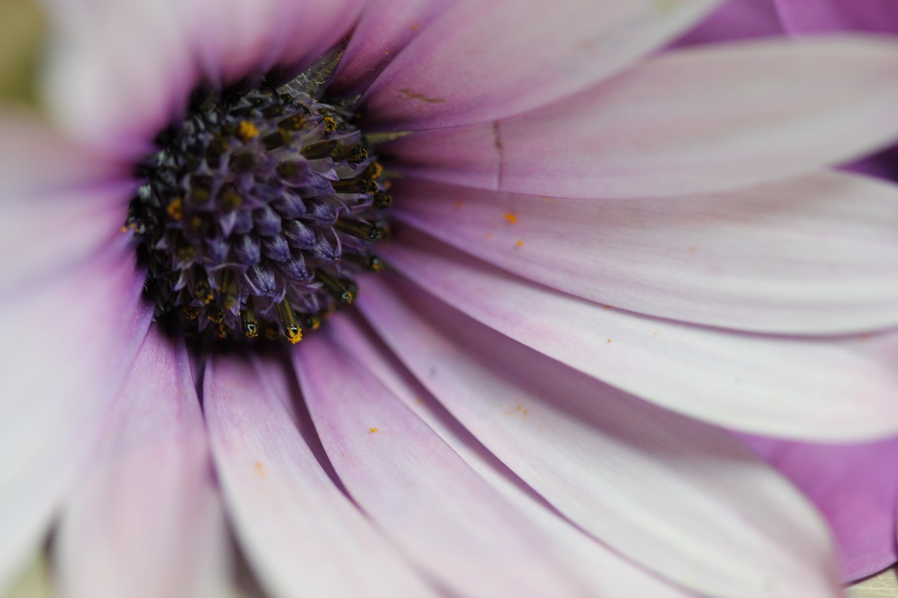 pink purple flower free photo