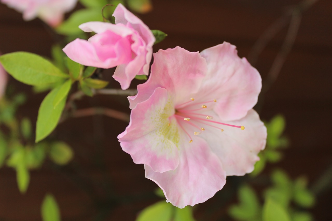 pink flower xie free photo