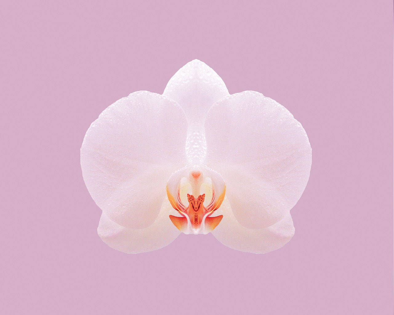 pink orchid nature free photo