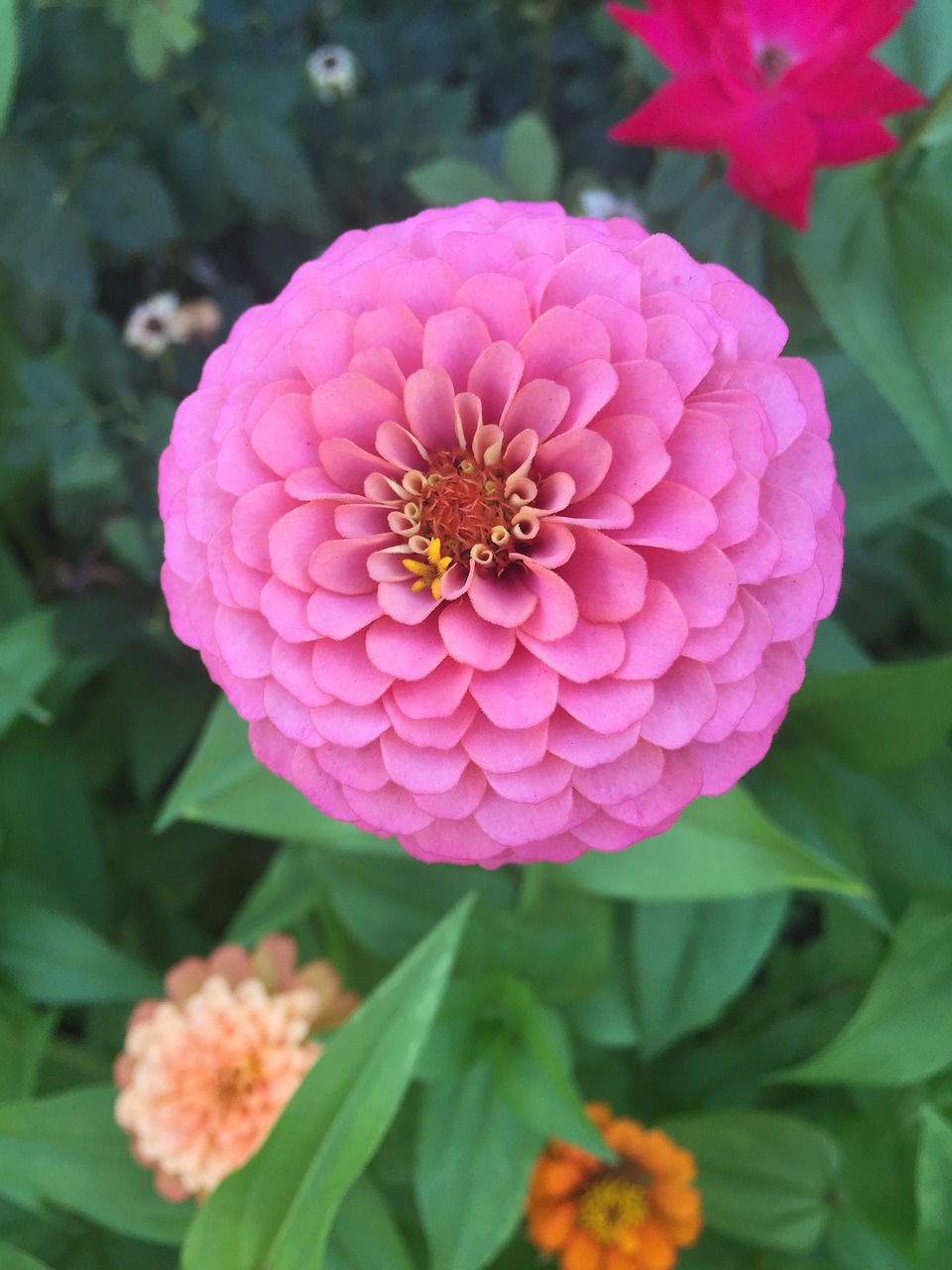 pink flower zinnia free photo