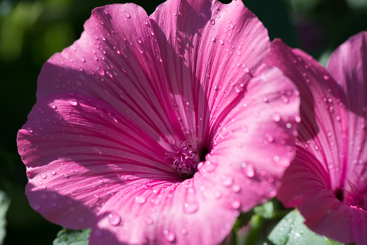 pink flower petunia free photo