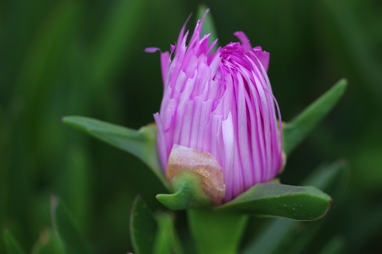 Pink Green Plant