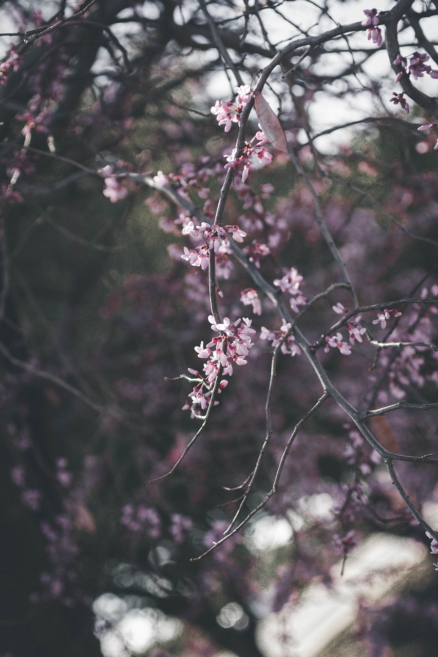 pink flowers tree free photo