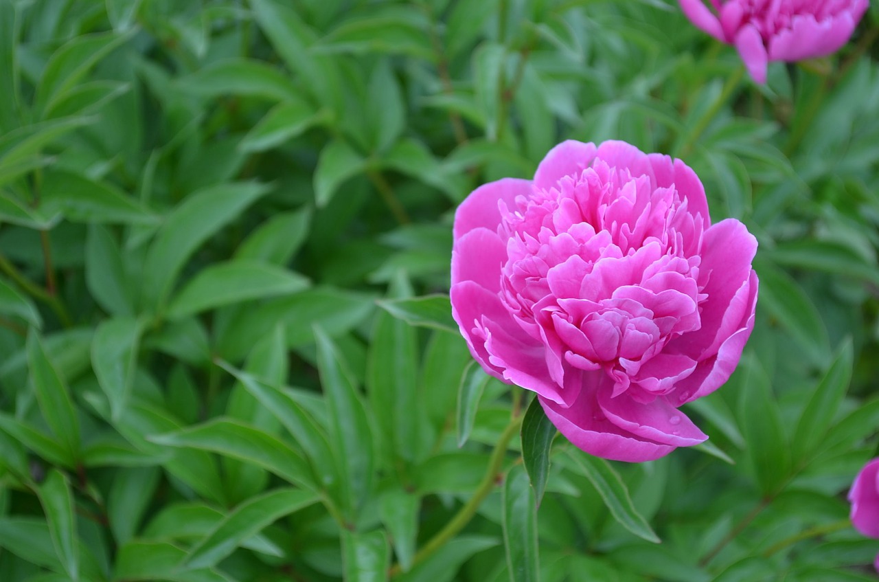 pink flower blossom free photo