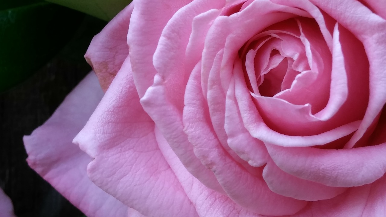 pink pink rose blossom free photo