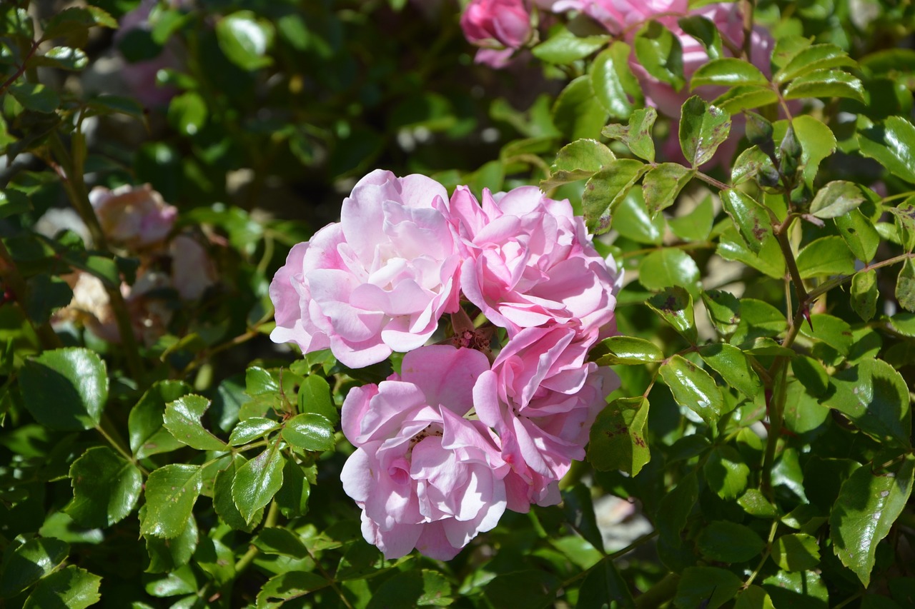 pink rosebush garden free photo