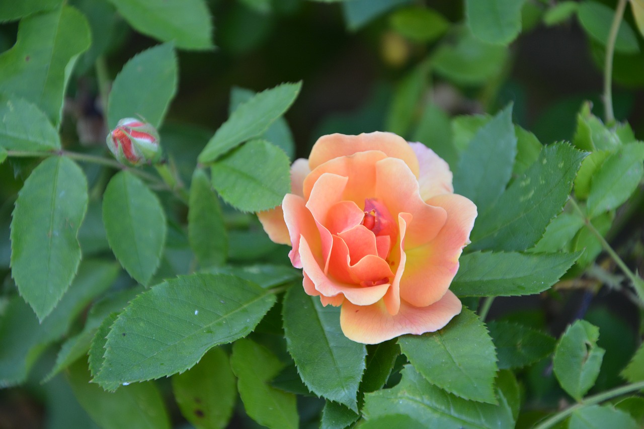 pink rosebush flower free photo