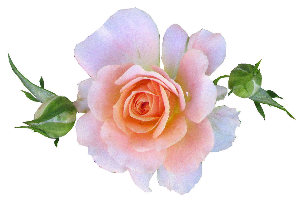 pink mini rose free photo