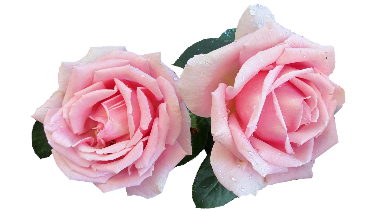 pink perfumed rose free photo