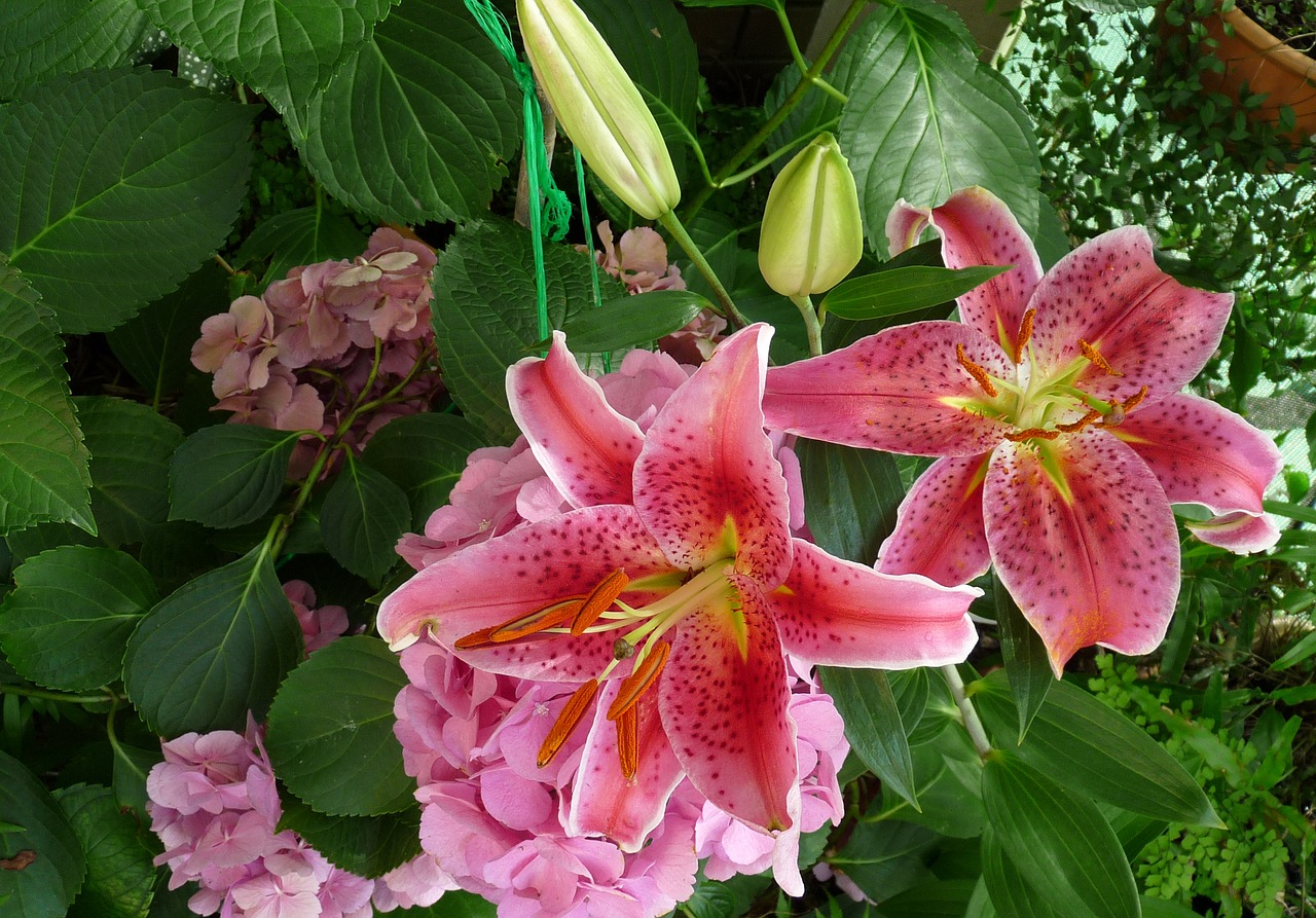 pink lilies spring free photo