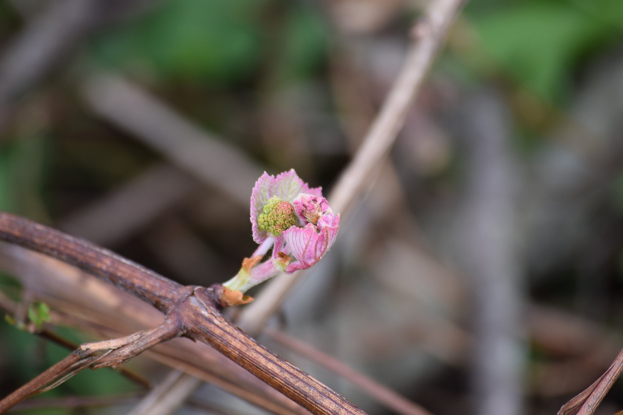 pink bud flower free photo