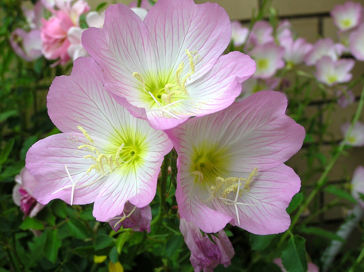 pink evening primrose free photo