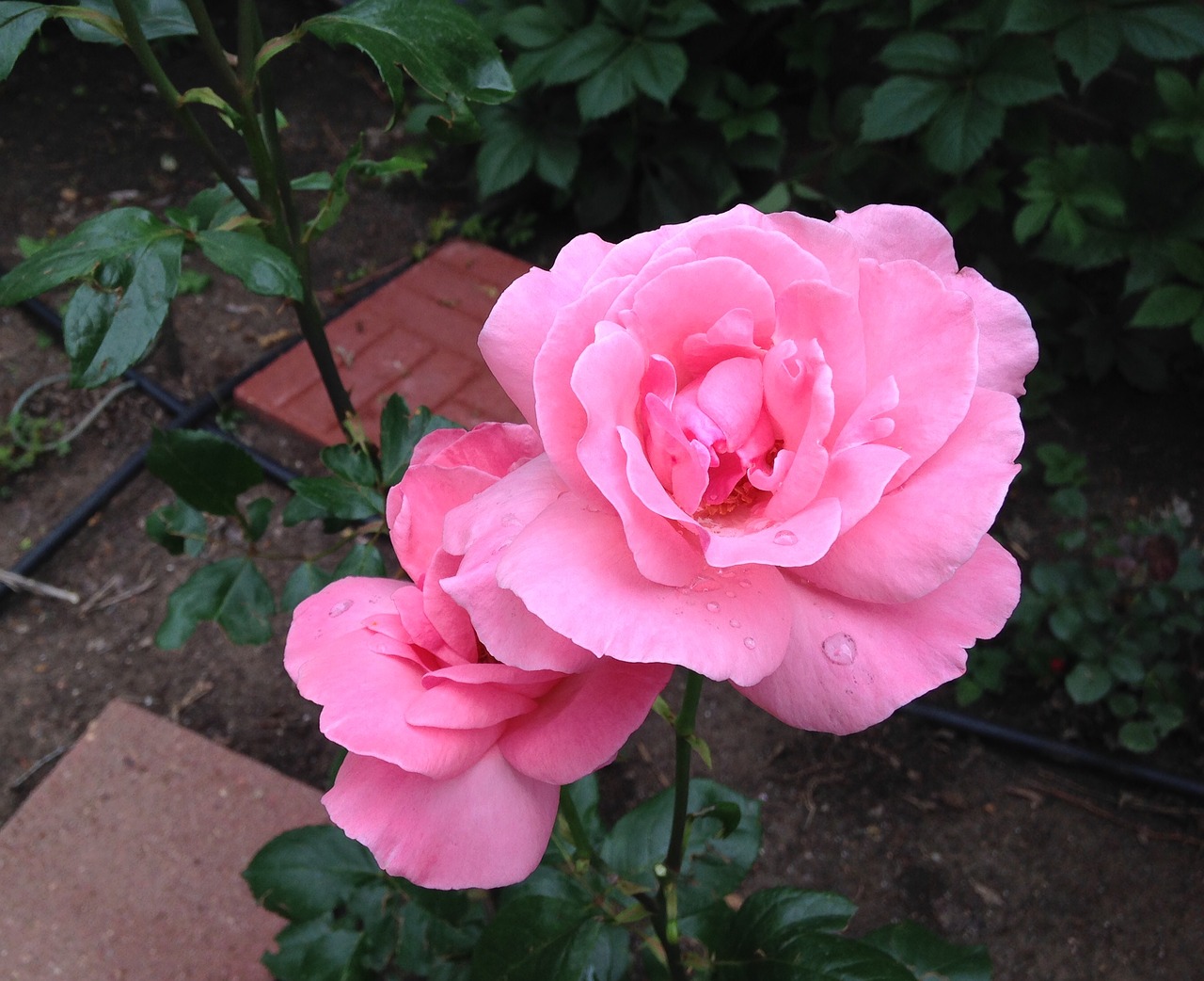 pink roses dewdrops free photo