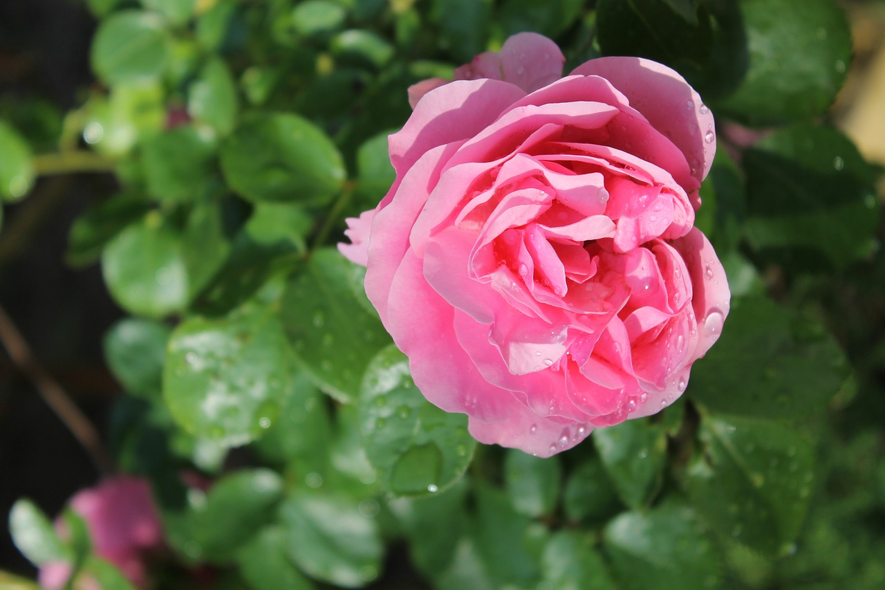 pink flower red rose free photo