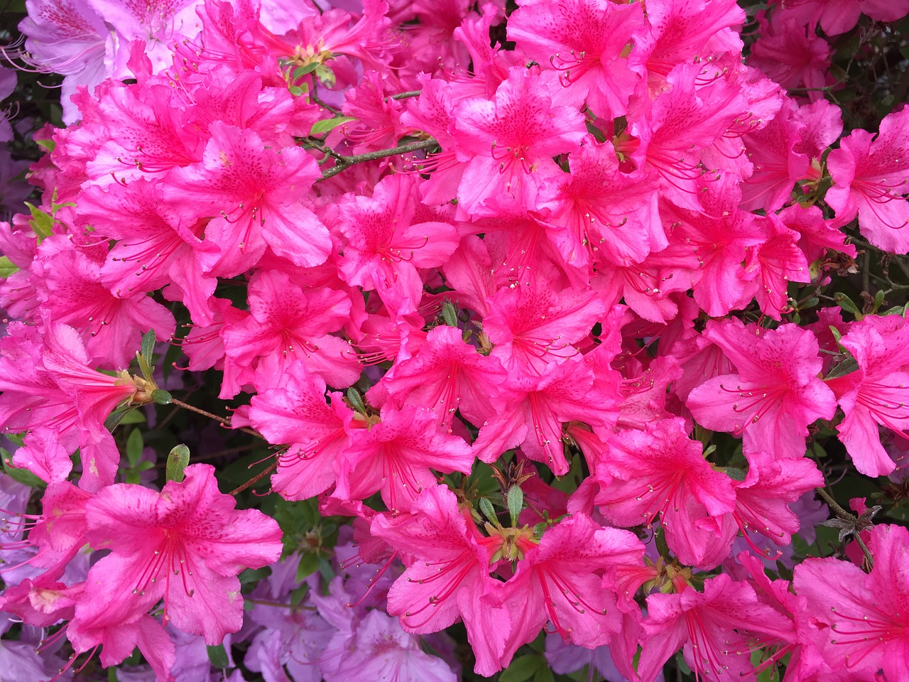 pink fuschia landscape free photo