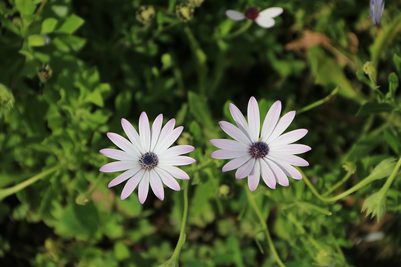 pink purple flower free photo