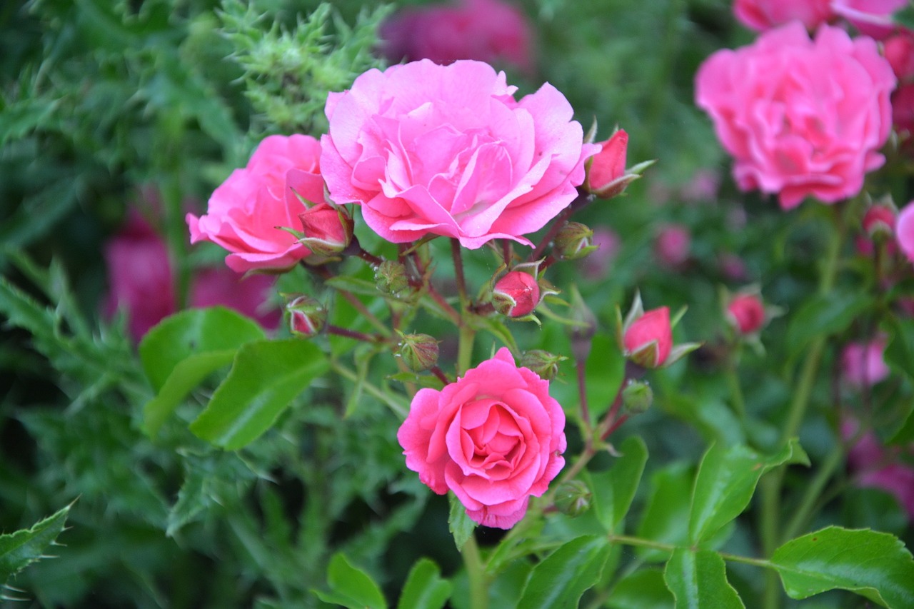 pink rose bud garden free photo