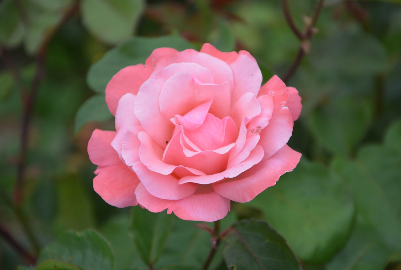 pink rosebush spice free photo