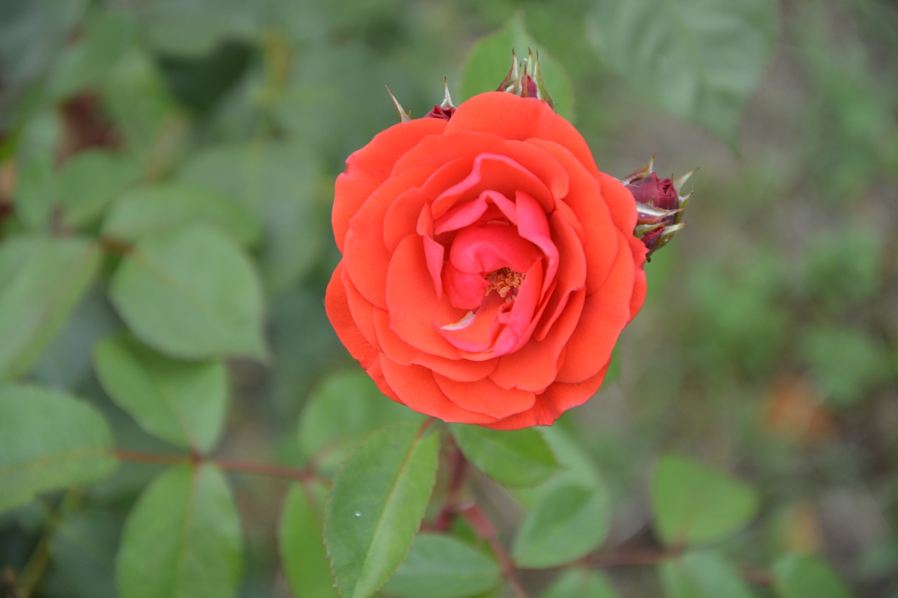 pink red red flowers free photo