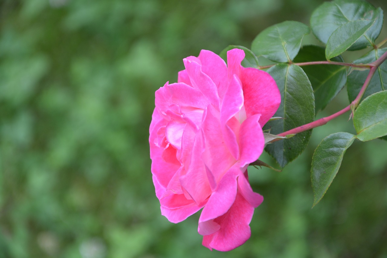 День мечтания о розовых кустах 15. Розовый куст. Куст розы колюч. Розовый куст фото.
