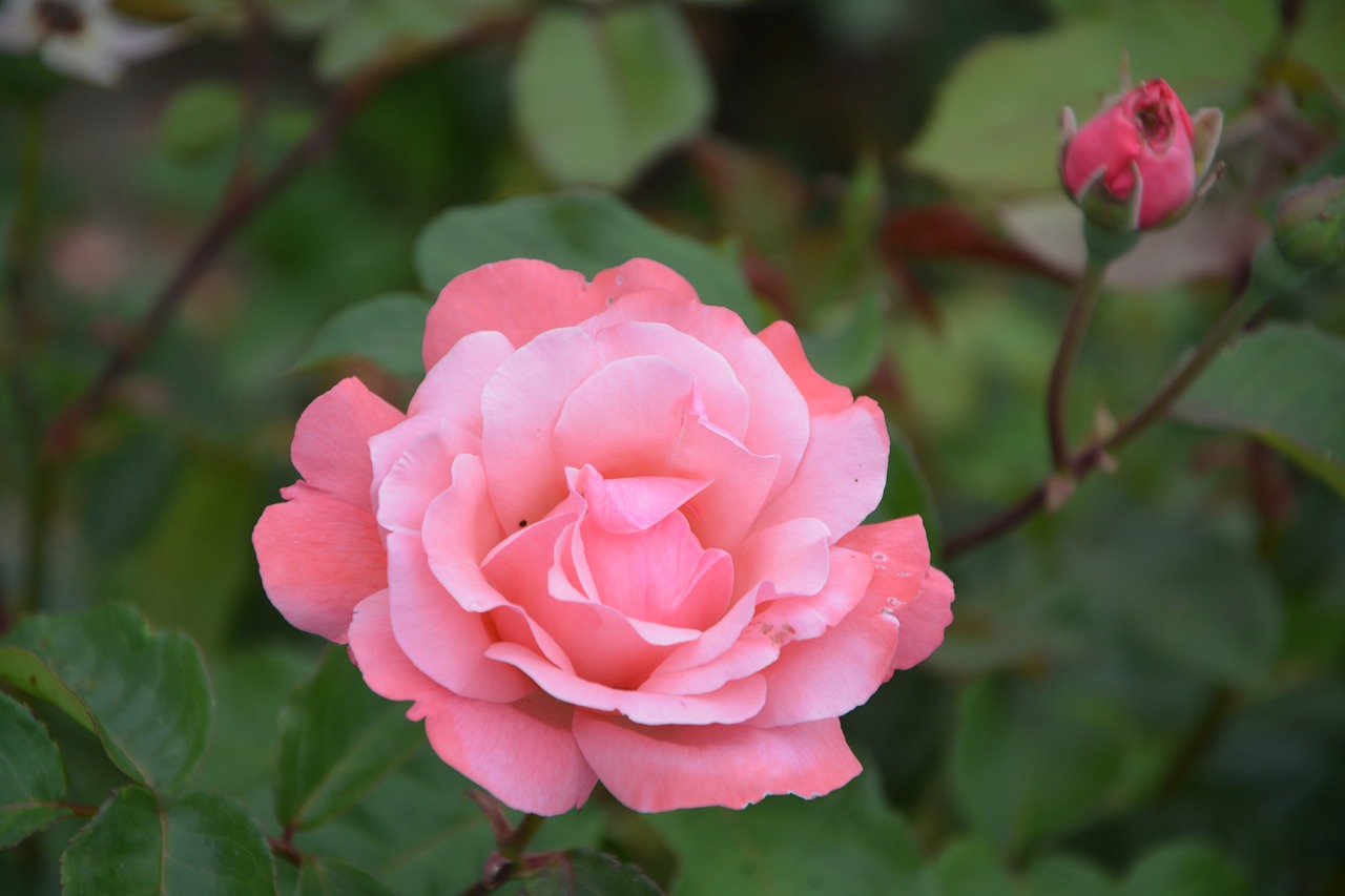 pink rosebush bush free photo