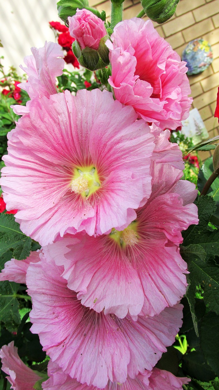 pink hollyhock flower free photo